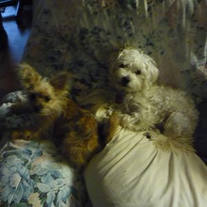 Meet your Posher, Brenda